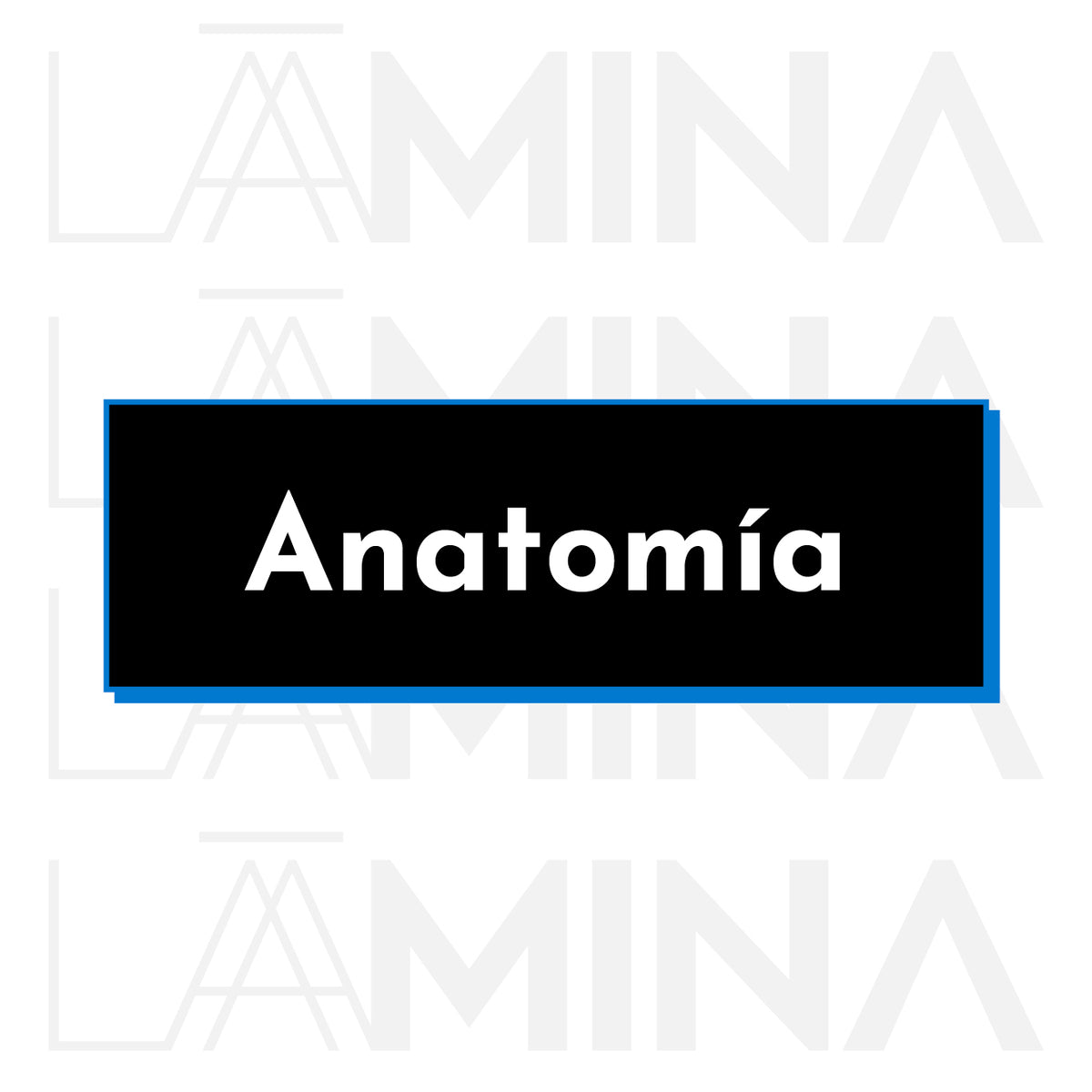 Anatomia Viscerale — Anatomia del Cimma