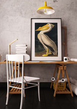 Load image into Gallery viewer, American White Pelican
