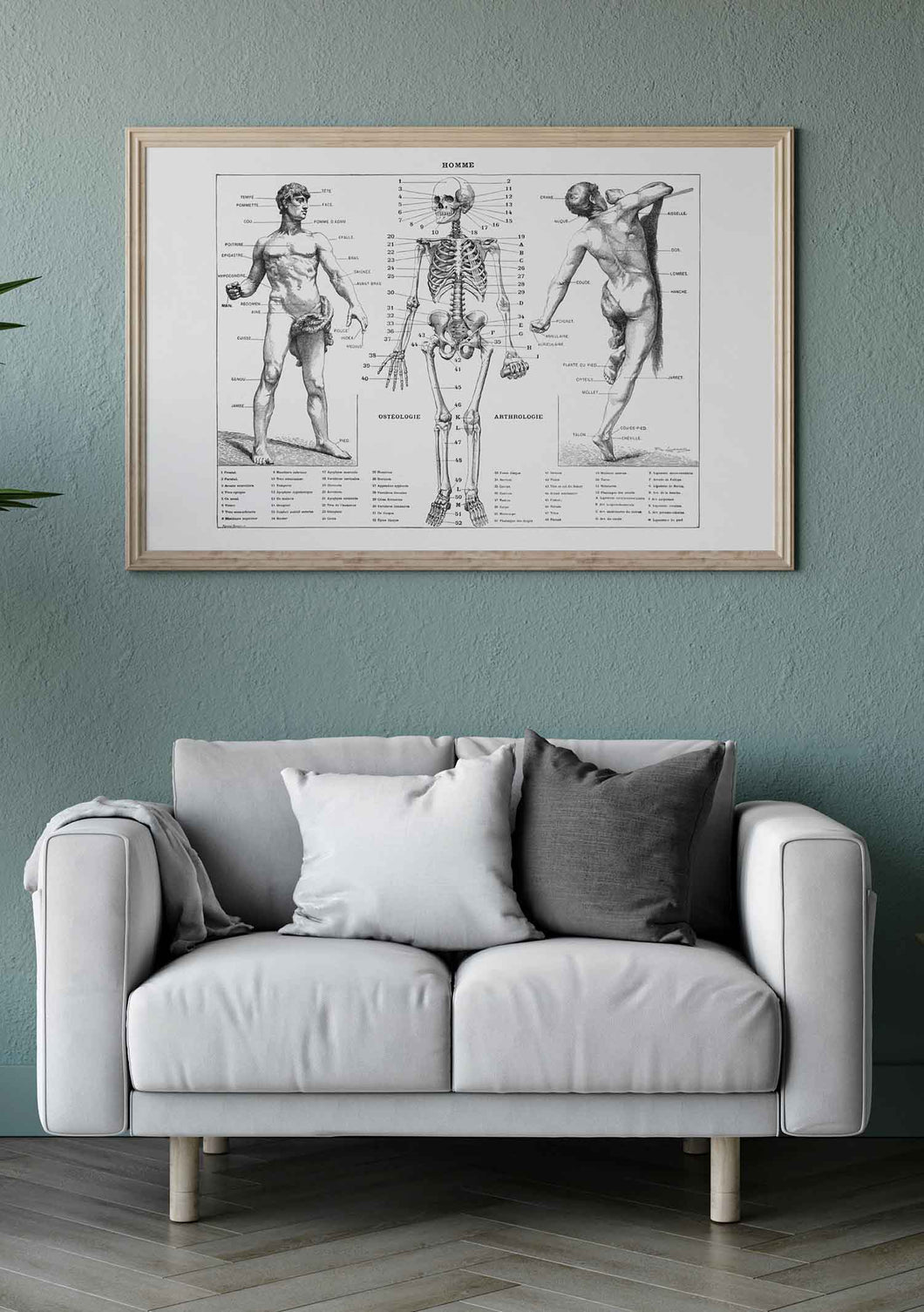 Classic Male Anatomy 