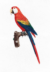 Parrot Ara Canga 