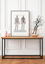 Load image into Gallery viewer, Anatomy Man Circulation
