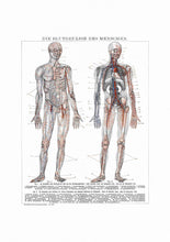 Load image into Gallery viewer, Anatomy Man Circulation

