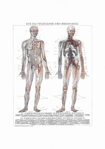 Anatomy Man Circulation