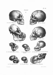 Drawing Encyclopedia Skulls 