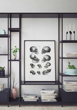 Load image into Gallery viewer, Drawing Encyclopedia Skulls 
