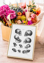 Load image into Gallery viewer, Drawing Encyclopedia Skulls 
