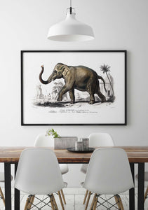 Asian elephant 