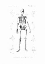 Load image into Gallery viewer, Drawing Encyclopedia Skeleton
