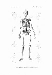 Drawing Encyclopedia Skeleton