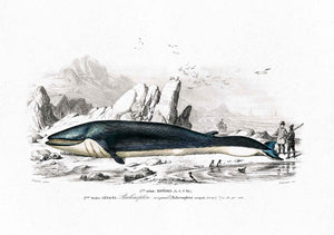 fin whale 