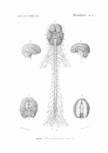 Drawing Encyclopedia Nervous System