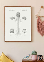 Load image into Gallery viewer, Drawing Encyclopedia Nervous System
