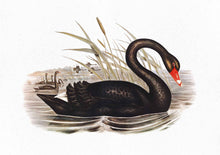Load image into Gallery viewer, Black Swan
