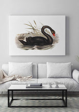 Load image into Gallery viewer, Black Swan
