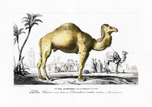 Load image into Gallery viewer, Camel 
