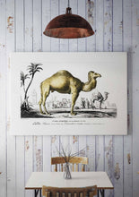 Load image into Gallery viewer, Camel 

