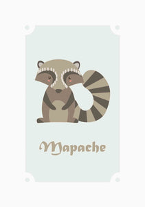 Mapache