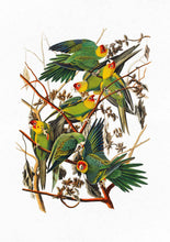 Load image into Gallery viewer, carolina parrot 
