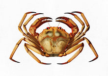 Load image into Gallery viewer, Red crab 
