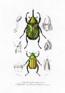 beetles 