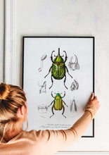 Load image into Gallery viewer, beetles 
