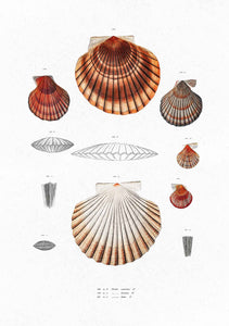 clam shells 