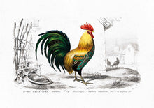 Load image into Gallery viewer, Rooster 
