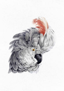 gray cockatoo