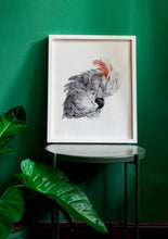 Load image into Gallery viewer, gray cockatoo
