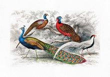 Load image into Gallery viewer, Peacock and Pheasants 
