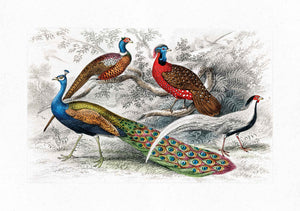 Peacock and Pheasants 