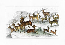 Load image into Gallery viewer, Deer 
