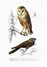 Load image into Gallery viewer, Birds IIII
