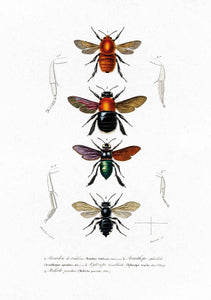 insects 