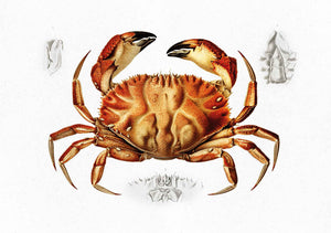 dungeness crab 