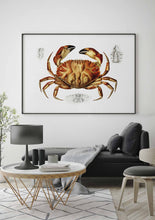 Load image into Gallery viewer, dungeness crab 
