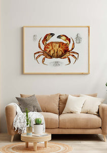 dungeness crab 