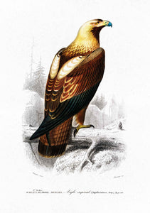 Eastern Imperial Eagle 
