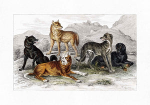 Dogs and Wolves 