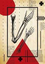Load image into Gallery viewer, arm bones
