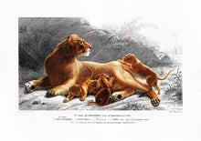 Load image into Gallery viewer, Lioness 
