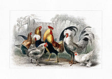 Load image into Gallery viewer, Roosters and Hens
