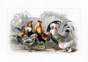 Roosters and Hens