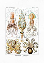 Load image into Gallery viewer, Gamochonia Octopus 
