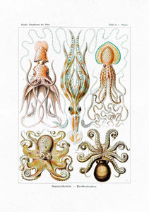 Gamochonia Octopus 