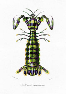 Giant Mantis Shrimp 