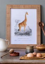 Load image into Gallery viewer, Giraffe 
