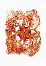 Load image into Gallery viewer, basket star 
