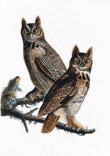 Load image into Gallery viewer, great horned owl
