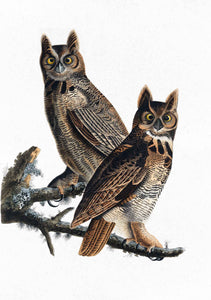 great horned owl